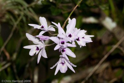 Orchids - Calakmul