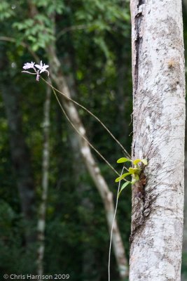 Orchids - Calakmul
