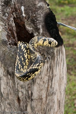 Spilotes pullatusTropical Tree Snake