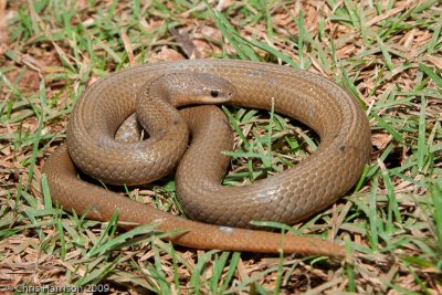 Stenorrhina freminvillieiCampeche, MX