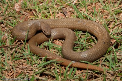 Stenorrhina freminvillieiCampeche, MX