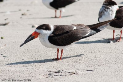 Black Skimmer