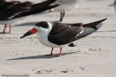 Black Skimmer