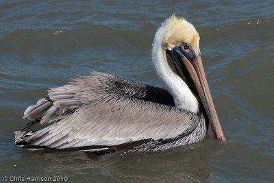 21 - Pelicaniformes
