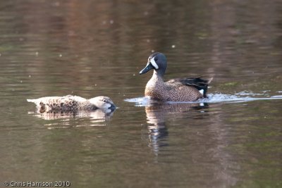 Blue-winged Teal