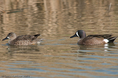 Blue-winged Teal