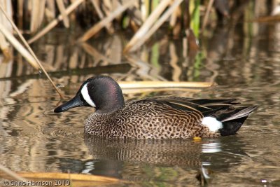 Blue-winged Teal