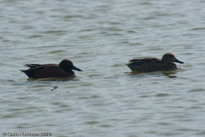 Cinnamon Teal