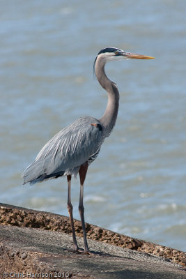Great Blue Heron