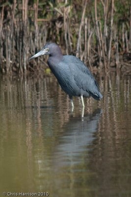 Little Blue Heron