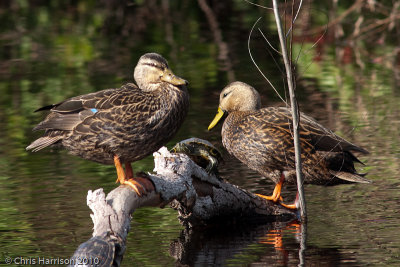 Mottled Ducks