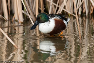 Northern Shoveler