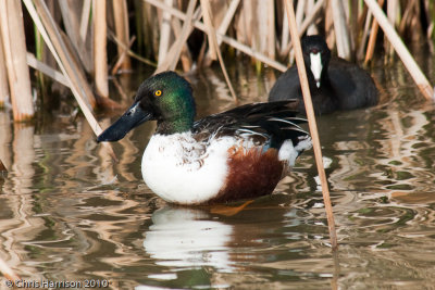 Northern Shoveler