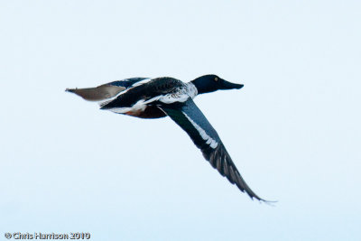 Northern Shoveler