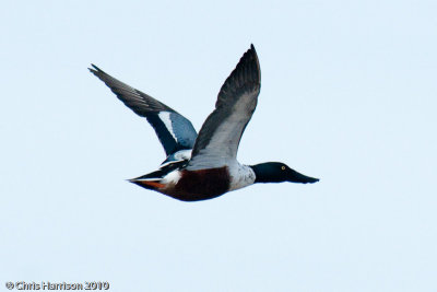 Northern Shoveler