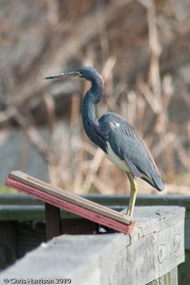 Tricolored Heron