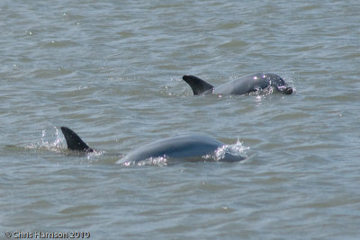 Atlantic Bottlenose Dolphins - coastalTursiops truncatus