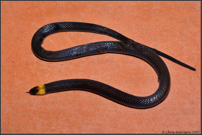 Tantilla moestaCozumel, Mexico