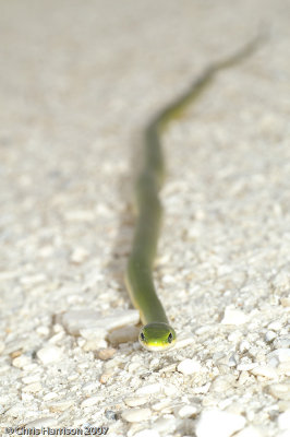 Opheodrys aestivusFlorida