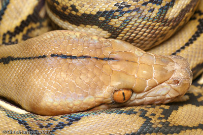 Malayopython reticulatusReticulated Python