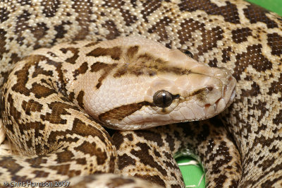 Python bivttatusBurmese Pythoncaptive granite phase