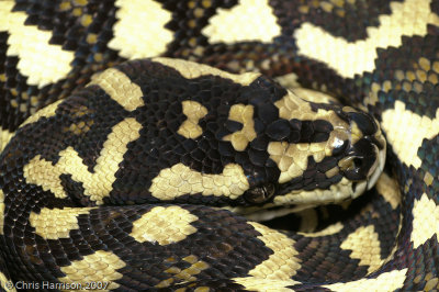 Morelia spilota cheyneiTableland Carpet Python