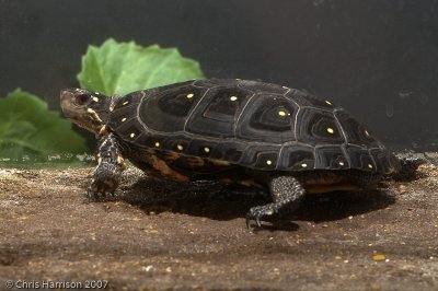 <i>Clemmys guttata</i><br><b>Spotted Turtle</b>