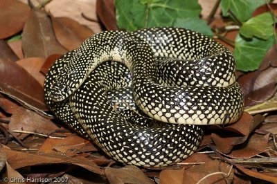 Lampropeltis holbrookiSpeckled Kingsnake