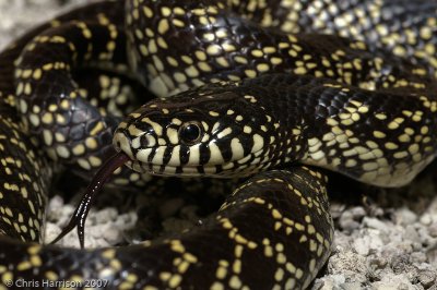 Lampropeltis splendidaDesert Kingsnake