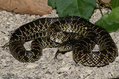 Lampropeltis splendidaDesert Kingsnake