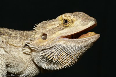 Pogona vitticepsCentral Bearded Dragon