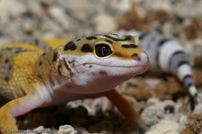 Eublepharus maculatusLeopard Gecko