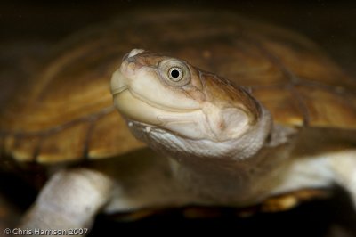 African Side-necked TurtlePelusios sp.captive