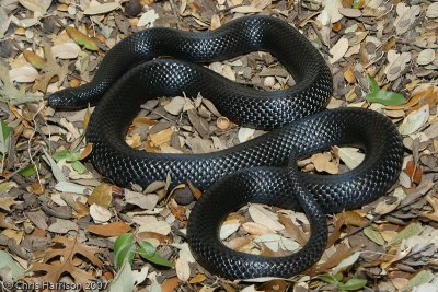 Lampropeltis micropholisBlack Milksnake