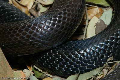 Black Kingsnake vs. Black Milksnake