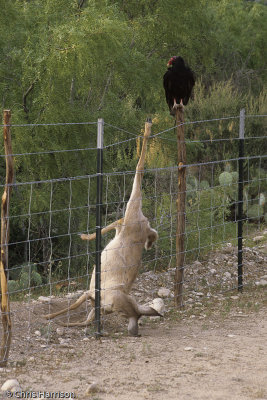 White-tailed DeerOdocoileus virginianustangled in barbed wire fence