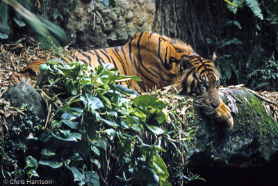 Sumatran TigerPanthera tigris sumatrana