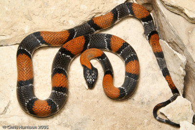 Lampropeltis alternaGray-banded Kingsnake