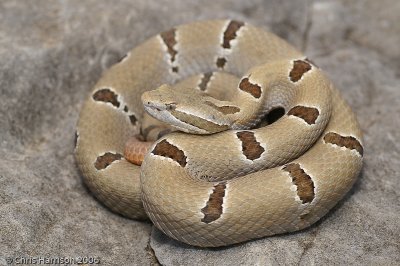 Crotalus morulusMexico, Tamaulipas