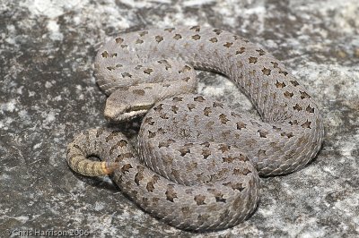 Crotalus pricei miquihuanusEastern Twin-spotted Rattlesnake