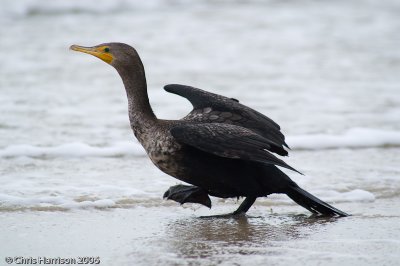 Neotropic Cormorant
