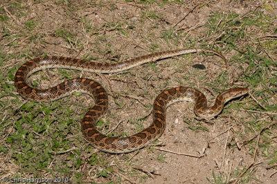 Arizona elegans Hidalgo Co, TX