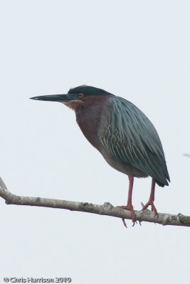 Green Heron