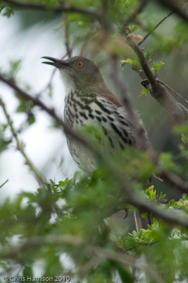Long-billed Thrasher