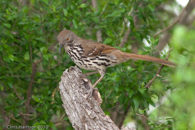 Long-billed Thrasher