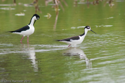 Black-necked Stilts