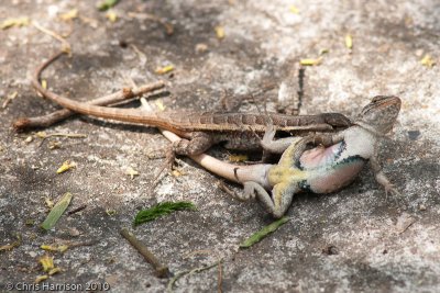 Sceloporus variabilisTexas Rose-bellied Lizardfighting males