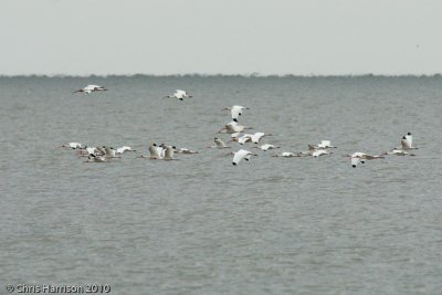 White Ibis