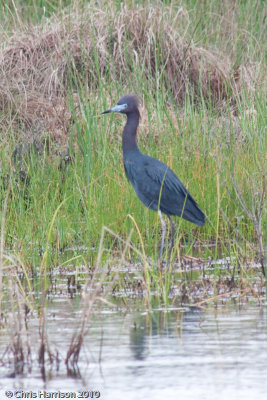 Little Blue Heron
