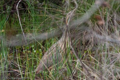American Bittern